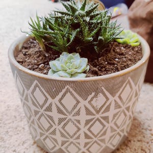 Beautiful Succulent Arrangement in Geometric Ceramic Pot - FREE SHIPPING