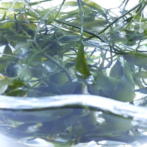 May include: A clear glass bowl filled with water and green leafy plants. The plants have long, thin stems and small leaves. The water is clear, and the bowl is sitting on a white surface.