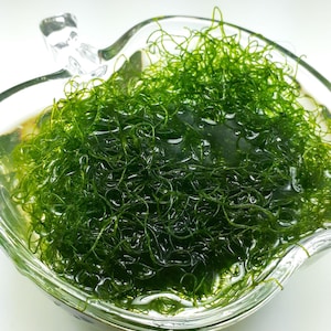 May include: A clear glass bowl shaped like an apple containing a dense mass of vibrant green, thread-like seaweed submerged in liquid. The seaweed has a fine, tangled, and fibrous texture, filling the interior of the transparent glass container.
