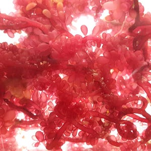 Red Grape Macroalgae (Marine Seaweed)  - Canada Only