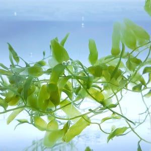 May include: A cluster of vibrant light green aquatic plants submerged in a clear glass container. The plant features thin, branching stems with numerous small, elongated, oval-shaped leaves. Tiny air bubbles are visible on the foliage.
