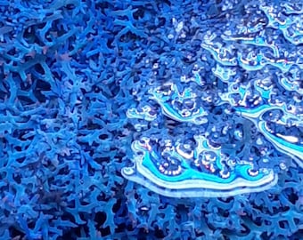 Blue Macroalgae - Blue Hypnea (Marine Seaweed)  - Canada Only