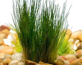 3x Dwarf Hair Grass Eleocharis Parvula Live Aquarium Plants Carpeting Plant