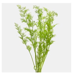 May include: A bunch of green fern sprigs, perfect for adding a touch of greenery to your home decor.