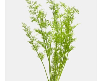 Water Sprite Lace Leaf Indian Fern -Live Easy Aquarium plant