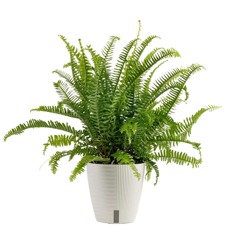 Boston Fern