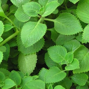 May include: A close-up image of a patch of green, leafy plants. The leaves are oval-shaped with jagged edges and a light green color.