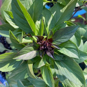 May include: Close-up of a vibrant green basil plant with dark purple flowers. The leaves are lush and healthy, showcasing the plant's growth.