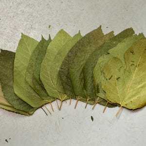 Könnte beinhalten: Eine Ansammlung getrockneter Blätter, fächerförmig angeordnet. Die Blätter variieren in Grün- und Brauntönen, mit sichtbaren Adern und Stielen. Die Blätter sind auf einer hellgrauen Oberfläche angeordnet.