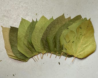 Dried Mulberry Leaves (Large) for Shrimps and Snails
