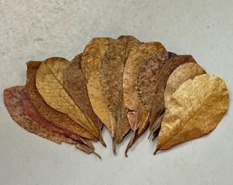 Dried Indian Almond Leaves (4-6”) for Aquariums, Bettas & Shrimps