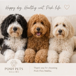 Puede incluir: Tres perros de pelo rizado sentados uno al lado del otro: uno blanco y negro, uno marrón dorado y uno color crema. El texto superior dice: Happy dog. Healthy coat. Posh life. El texto inferior dice: POSH PETS MALIBU. Thank you for choosing Posh Pets Malibu.