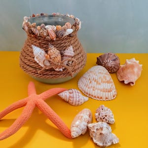 Maritime Living Seashell Gift for Her Beach Theme Gift Coastal Home Decor Gift for Mom