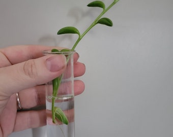 String of Bananas, water rooted