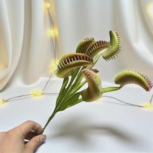 May include: A green and brown Venus flytrap plant with open traps, showcasing the plant's unique features. The plant has a green stem and is set against a white background.
