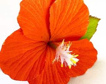 Hot Babe hibiscus hair clip/orange hibiscus hair clip/hawaiian hair flower/orange hibiscus/hawaiian party flower/orange hibiscus hair clip