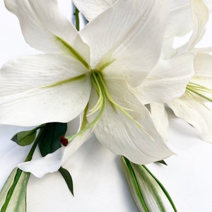 Casablanca Lily - Etsy Hong Kong