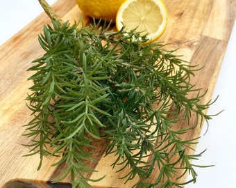 Artificial rosemary bush/rosemary/Charcuterie green/rosemary decoration/rosemary bush/butchers rosemary/prop greenery/tablescaping greenery