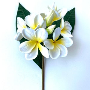 Diy frangipani bouquet/white yellow frangipani/diy cake frangipanis/plumeria bloom buds leaves/plumeria branch