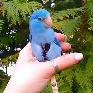 May include: A small blue bird with a white ring around its eye is being held by a person's hand. The bird has a light blue body and a darker blue head. The bird is perched on the person's finger and is looking at the camera.