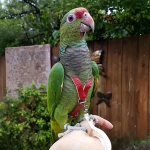 SIZE 6- 300g - 425 LEATHERS4FEATHERS Leather Bird Harness Avian Parrot Leash Rose Breasted Cockatoo / Eclectus / Timneh