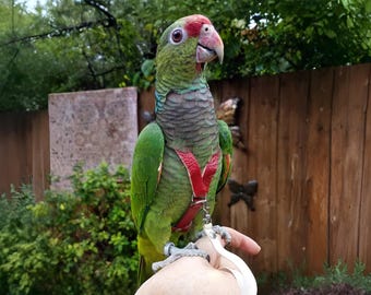 MAAT: 6- 300 g-425 LEATHERS4FEATHERS Leren vogeltuigje Papegaaienriem Kaketoe met rozenborst / Eclectus / Timneh