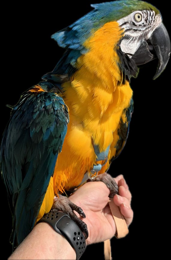 SIZE 9 900 1150g LEATHERS4FEATHERS Leather Bird Harness Avian Parrot Leash Blue Gold Moluccan Catalina Macaw Etsy UK