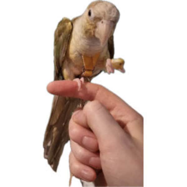 TAILLE 2 - 60-80g LEATHERS4FEATHERS Harnais pour oiseaux en cuir Laisse pour perroquet aviaire Joue verte / Aile canari BeBe Perruche / Conure couronne rose