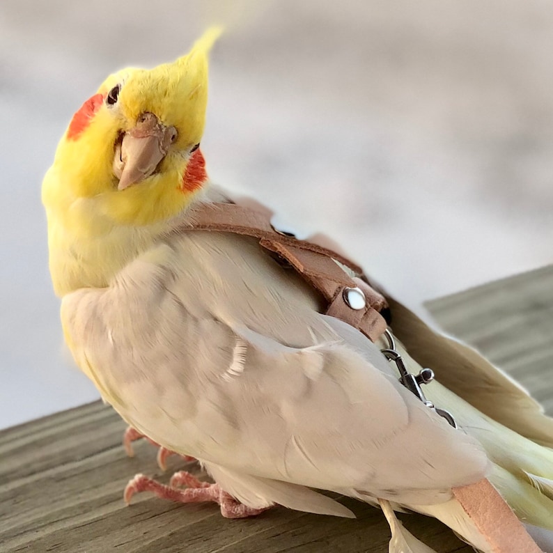 Op de afbeelding: Een valkparkiet met een gele kuif en gezicht, rode wangvlekken en grijze en witte lichaamsveren. De vogel draagt een bruin leren harnas met metalen hardware. De vogel zit op een houten oppervlak.