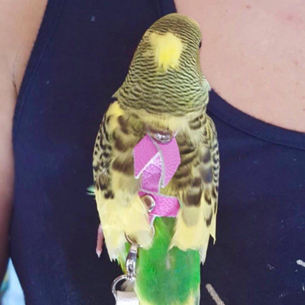 Handmade Parakeet RIVET Back Leather Bird Harness Leash and Etsy