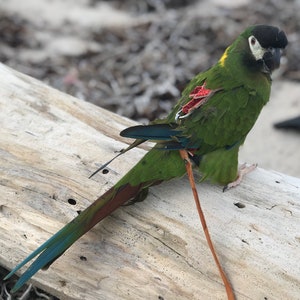 TAMAÑO 5L - 250 - 285g LEATHERS4FEATHERS Arnés de cuero para aves, correa para loros, Goffin, Conure dorado, Guacamayo de collar amarillo, Loro patagónico
