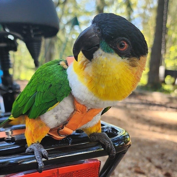 SIZE 4 - 125g - 175g  LEATHERS4FEATHERS Leather Bird Harness Avian Parrot Leash White Bellied Caique / Hahns / Blue Crown Conure