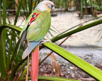 SIZE 2 - Leather Bird Harness Avian Parrot Leash Green Cheek/Canary Wing BeBe Parakeet/Rose Crown Conure/Kakariki / LEATHERS4FEATHERS