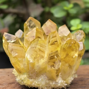 May include: A cluster of golden-yellow quartz crystals. The crystals are sharply pointed and clustered together, with a rough, textured base. The background is blurred, with green foliage and a wooden surface.