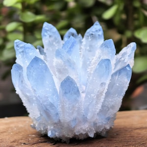 Puede incluir: Un grupo de cristales de cuarzo azul claro con una base blanca esmerilada. Los cristales son puntiagudos y están dispuestos en un patrón radial, creando un efecto de estrella. Los cristales están sobre una superficie de madera.