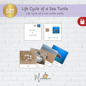 Cartões do ciclo de vida da tartaruga marinha - Cartões flash para impressão do ciclo de vida da tartaruga marinha - Cartões Montessori do ciclo de vida da tartaruga marinha - Ciclo de vida de uma tartaruga marinha