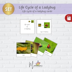 Ladybug Life Cycle Cards–Printable Life Cycle of a Ladybug-Ladybug Flashcards-Montessori Ladybug Life Cycle Cards-Printable Educational Set