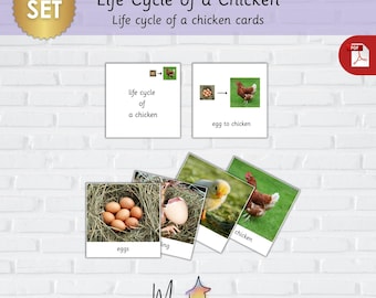 Chicken Life Cycle Cards-Printable Chicken Life Cycle Flash Cards- Montessori Chicken Life Cycle Cards-Learning Biology SET