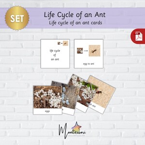 Levenscycluskaarten mier – levenscyclus van een mier-Mier Flashcards-Montessori-levenscycluskaarten mier-Afdrukbare levenscyclus van een mier SET-Biologie leren