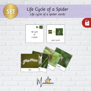 Kaarten voor de levenscyclus van een spin – levenscyclus van een spin-Spin Flashcards-Montessori-kaarten voor de levenscyclus van de spin-Afdrukbare kaarten voor de levenscyclus van de spin
