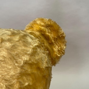 May include: Close-up of a plush teddy bear's ear, showing the soft, golden fur. The ear is slightly curled and has a fluffy texture.
