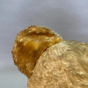 May include: Close-up of a plush toy's ear, showing soft, light brown fur. The ear is slightly angled and the fur is fluffy.