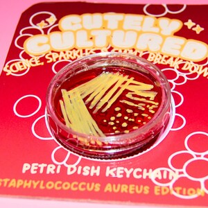Petri Dish Keychain, Microbiology Bacteria Keyring, Cute Gift for PhD Student, Lab Technician or Scientist, Staphylococcus aureus Edition image 8