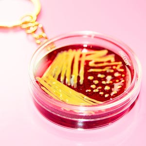 May include: A circular keychain featuring a clear plastic petri dish containing a deep red agar base with yellow bacterial colonies streaked across the surface. The word FALCON is printed in white on the edge of the clear plastic container.
