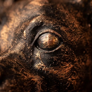 Könnte beinhalten: Nahaufnahme einer bronzefarbenen Skulptur eines Tierauges. Das Auge hat eine reflektierende Oberfläche und ist von strukturiertem, dunkelbronzenem Material umgeben. Die Skulptur hat ein verwittertes Aussehen.