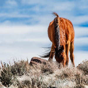 野生馬の写真 野生馬の壁アート ネバダ州の壁の装飾 野生のムスタングの写真