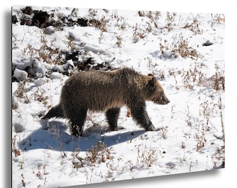 May include: A brown grizzly bear walks through a snowy landscape. The bear's fur is a mix of brown and tan, and it casts a shadow on the snow. The scene includes patches of snow and dry vegetation.