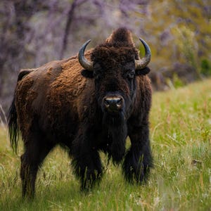May include: A large, dark brown bison with long, curved horns stands in a field of green grass. The bison is looking directly at the camera.