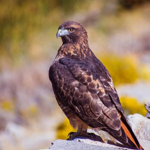 Hawk Photo Red Tailed Hawk photo Hawk Portrait Hawk Wall Decor