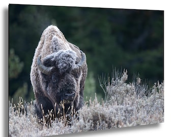 May include: A large, dark brown bison with frost-covered fur stands in a field of tall, dry grass and frosted bushes. The bison has large, curved horns and is facing the viewer. The background is a blurred forest of dark green trees.